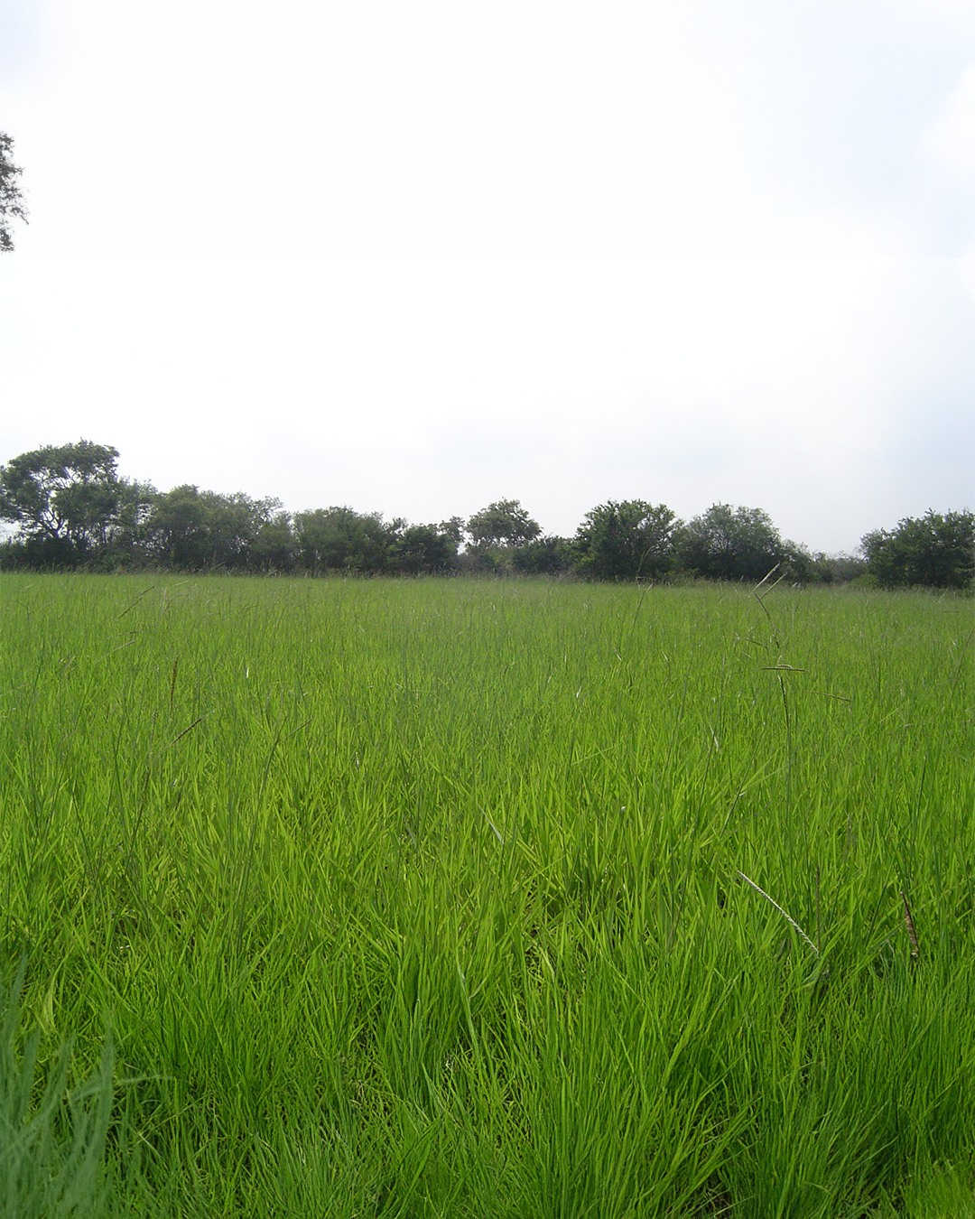 Angleton