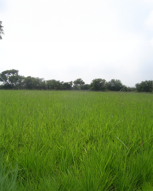 Angleton