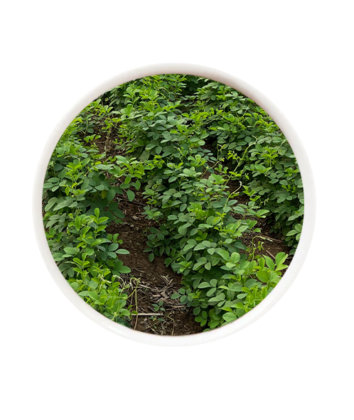 Clitoria
