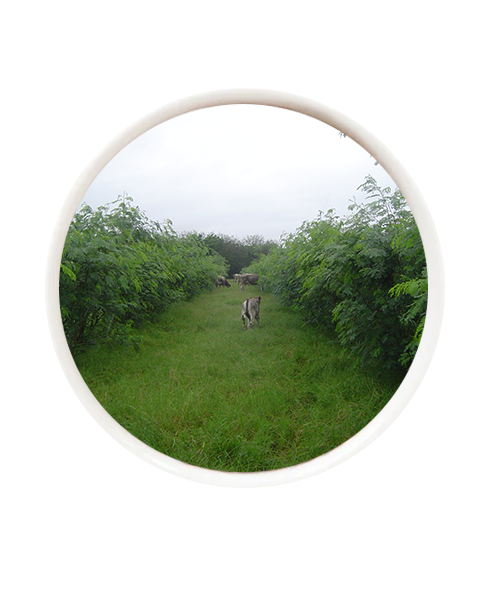 Leucaena