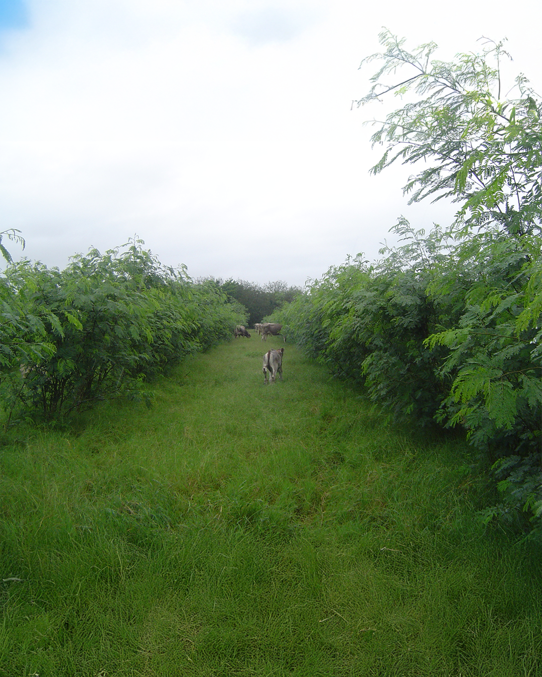 Leucaena