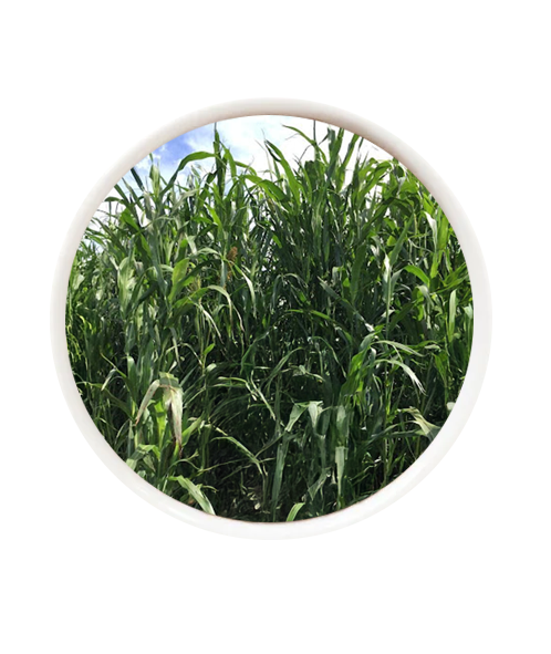 Sorgo Nutrigaze