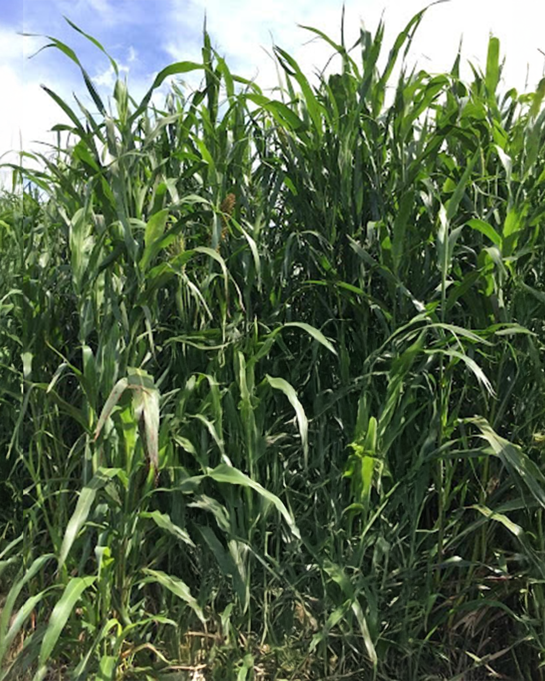 Sorgo Nutrigaze