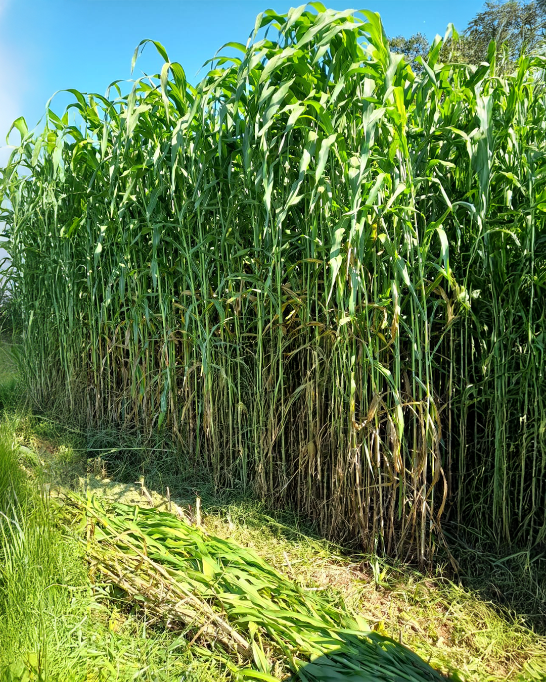 Super Sorgo Gigante