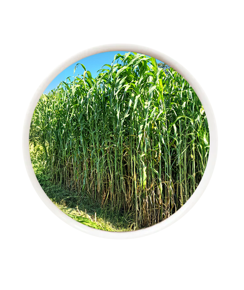 Super Sorgo Gigante