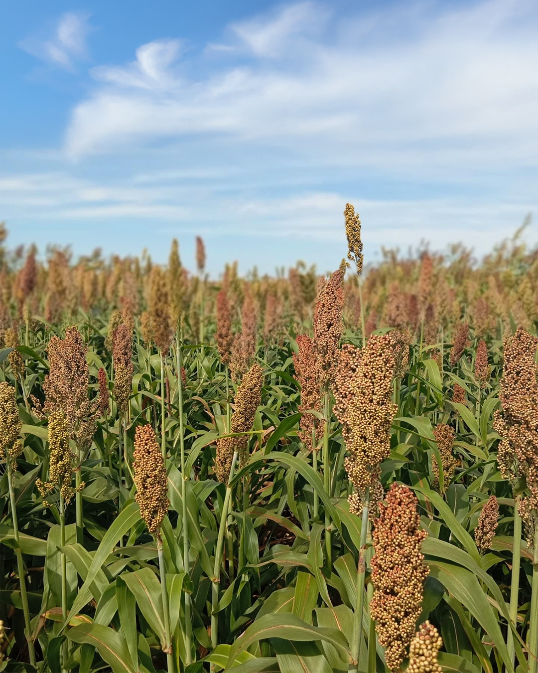 Sorgo Fortuna