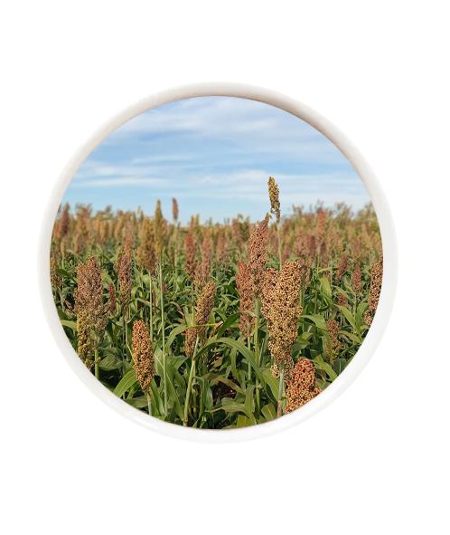 Sorgo Fortuna