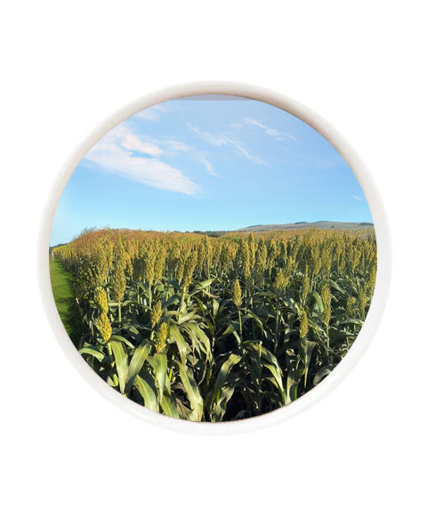 Sorgo Tatanaki