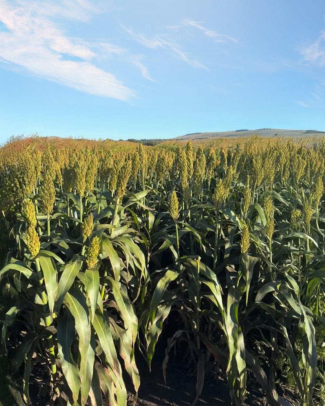 Sorgo Tatanaki